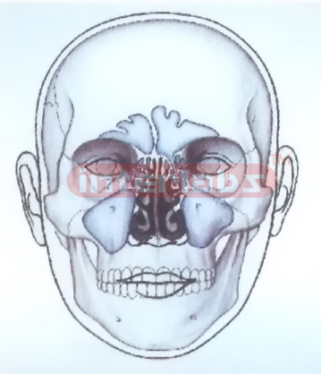 HUMAN FACE MODEL FOR MEDIAN OF NOSE